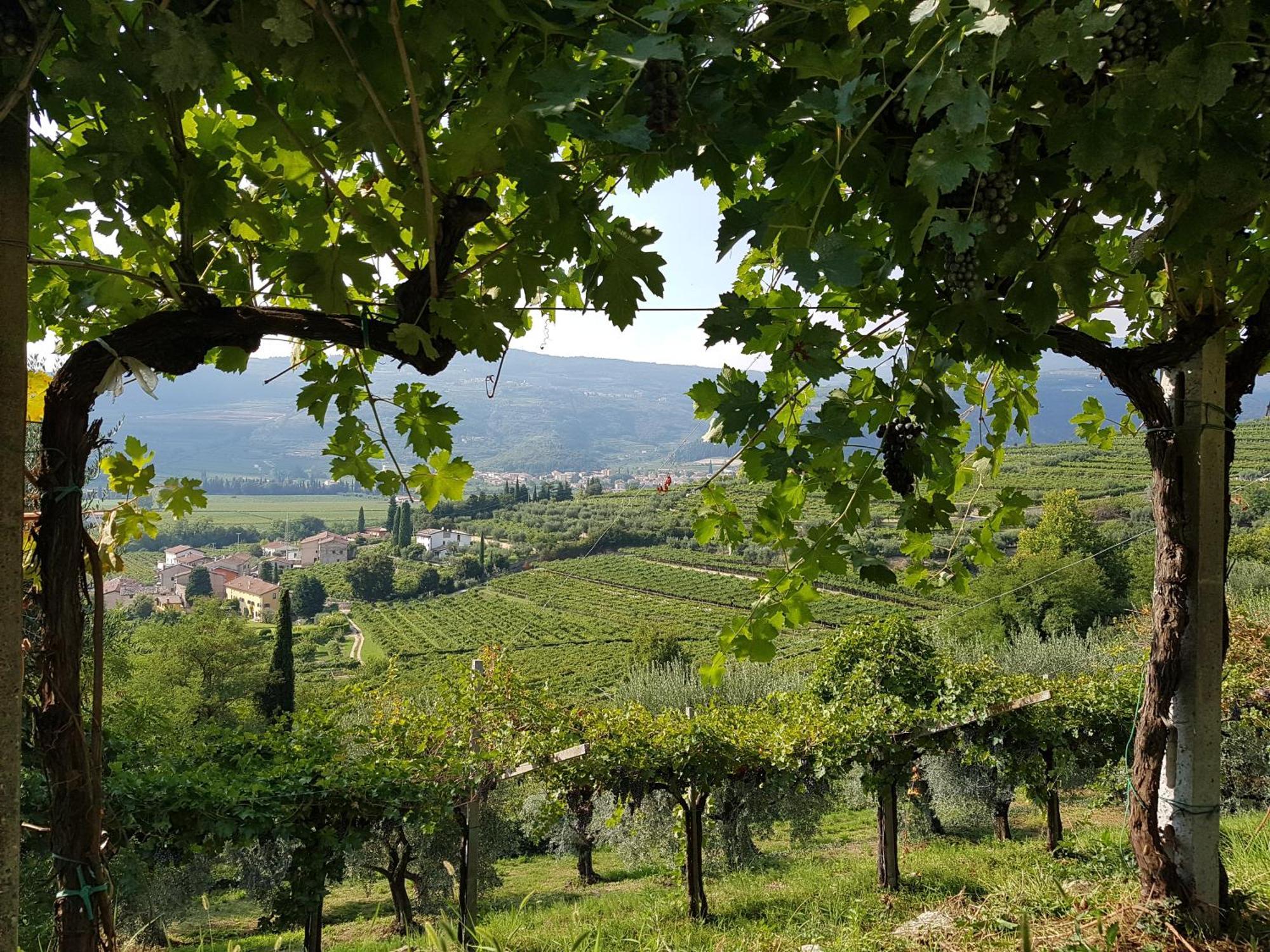 Agriturismo Valentina Cubi 弗马尼 外观 照片